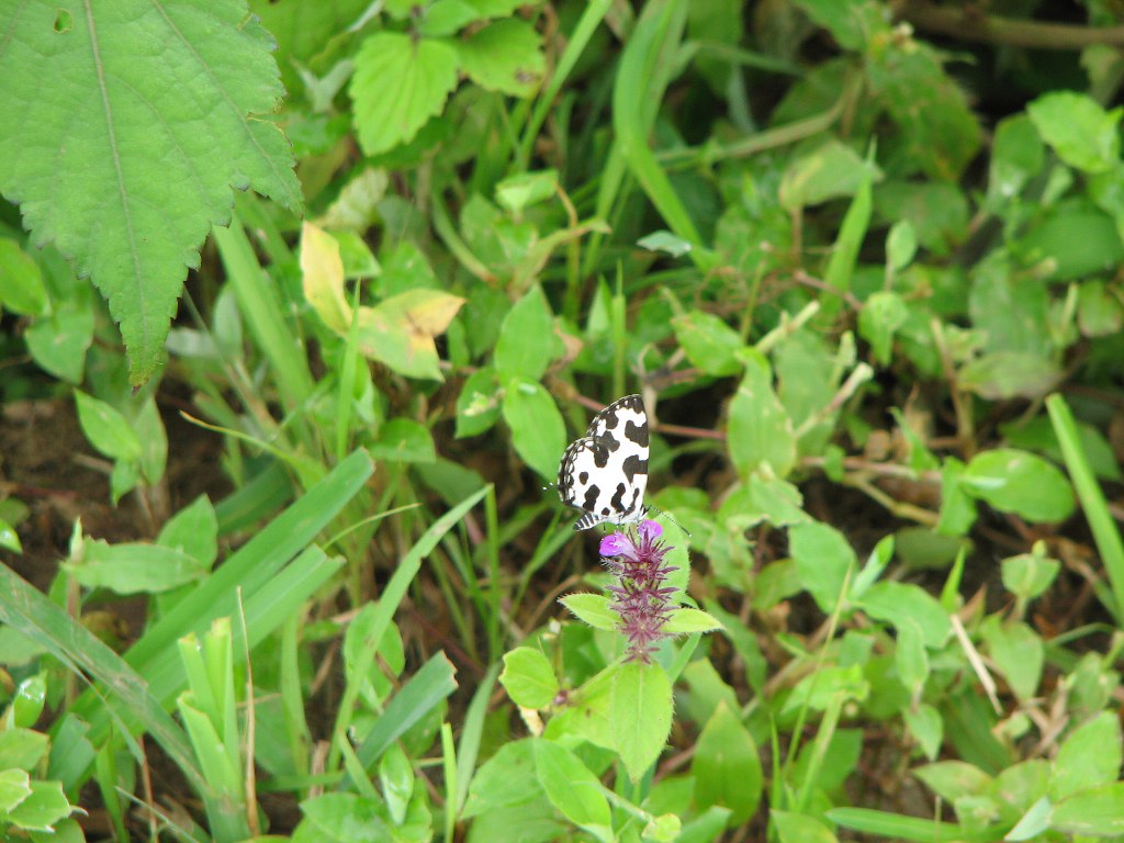 Angled Pierrot foraging on flower